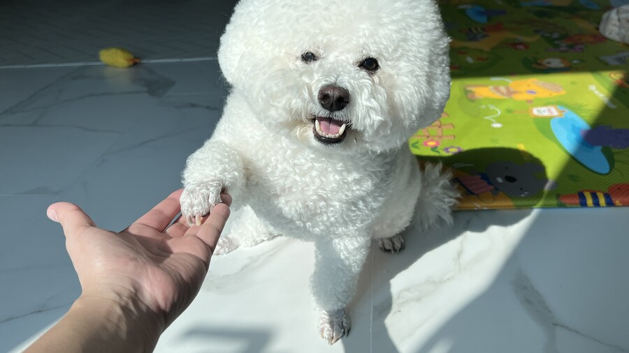 바나가 강아지별로 떠났습니다. (※스압 데이터 주의)_152.jpg