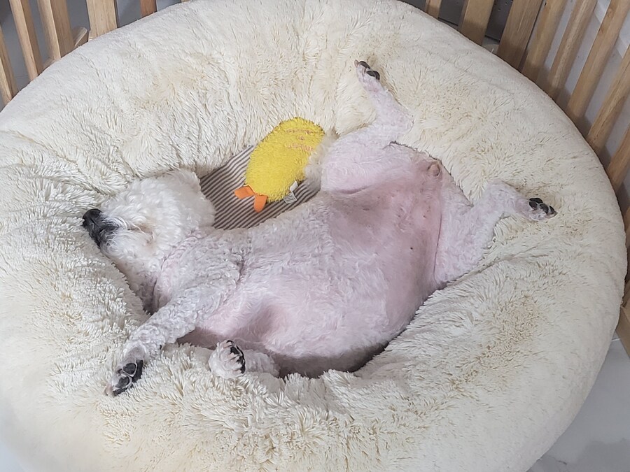 바나가 강아지별로 떠났습니다. (※스압 데이터 주의)_158.jpg