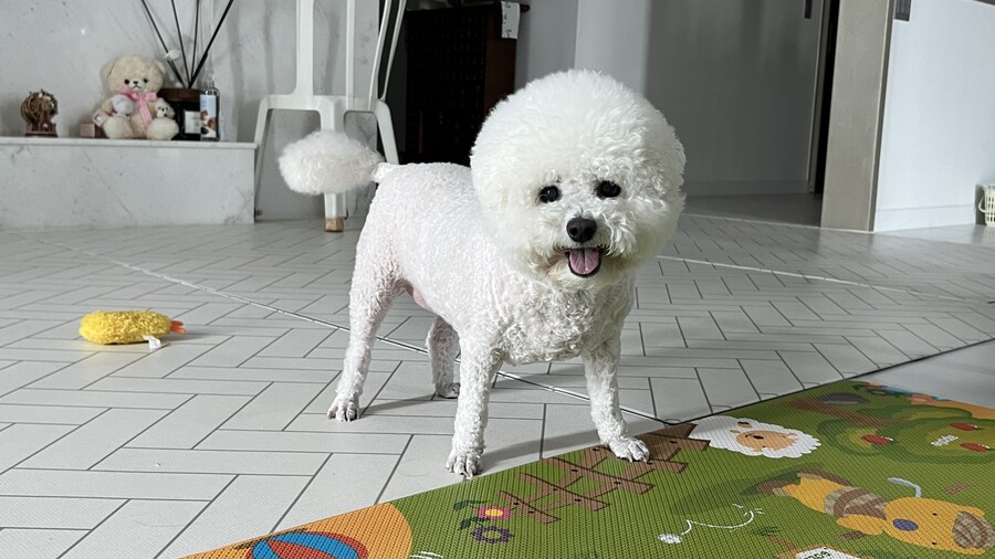 바나가 강아지별로 떠났습니다. (※스압 데이터 주의)_161.jpg