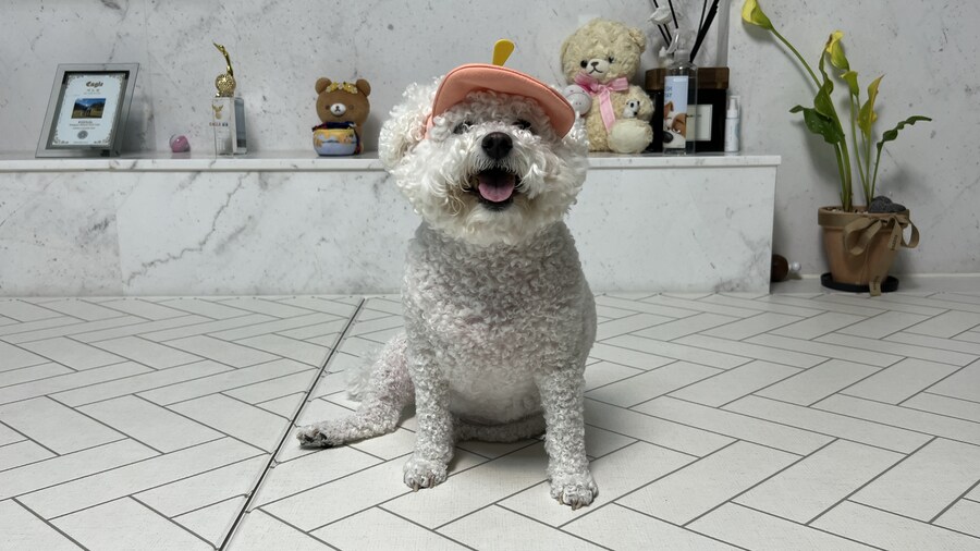 바나가 강아지별로 떠났습니다. (※스압 데이터 주의)_162.jpg