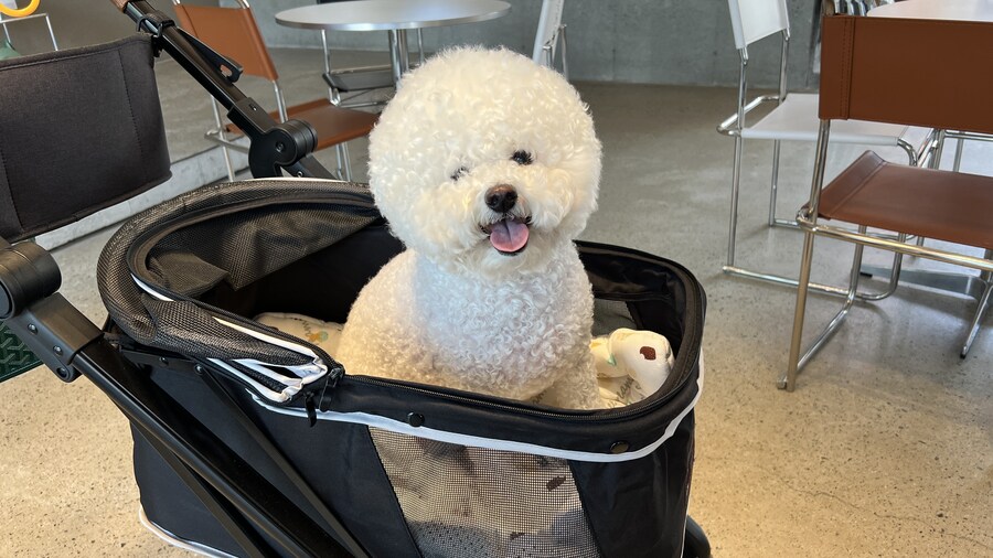 바나가 강아지별로 떠났습니다. (※스압 데이터 주의)_163.jpg