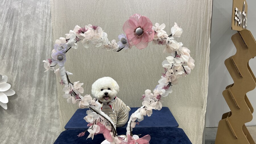 바나가 강아지별로 떠났습니다. (※스압 데이터 주의)_165.jpg