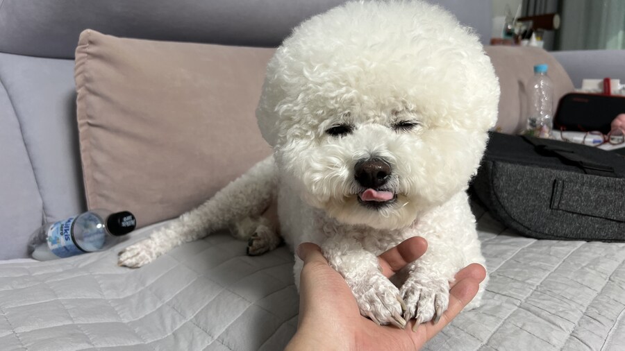 바나가 강아지별로 떠났습니다. (※스압 데이터 주의)_169.jpg