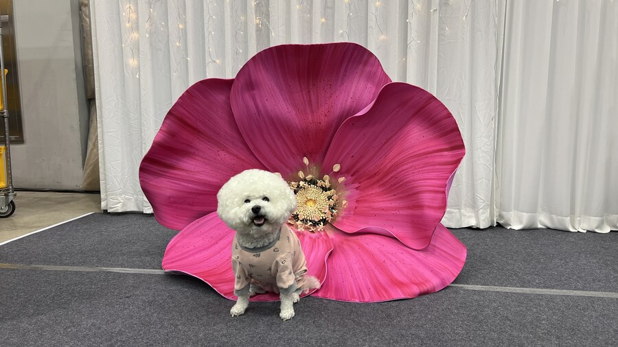 바나가 강아지별로 떠났습니다. (※스압 데이터 주의)_173.jpg