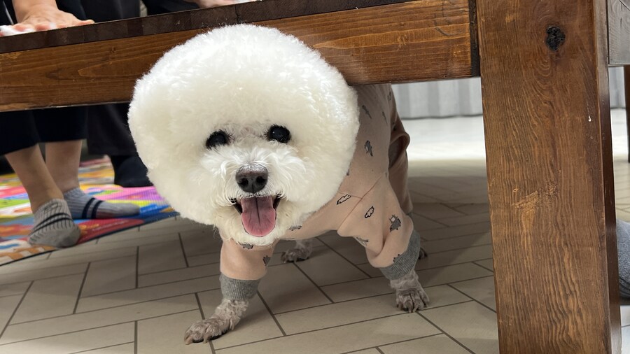 바나가 강아지별로 떠났습니다. (※스압 데이터 주의)_178.jpg