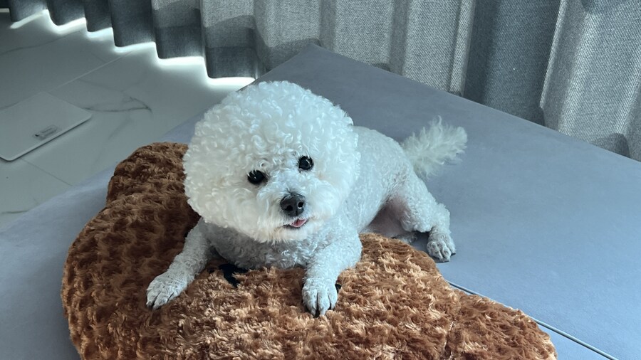 바나가 강아지별로 떠났습니다. (※스압 데이터 주의)_179.jpg