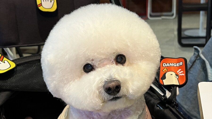 바나가 강아지별로 떠났습니다. (※스압 데이터 주의)_181.jpg