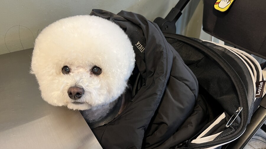 바나가 강아지별로 떠났습니다. (※스압 데이터 주의)_182.jpg