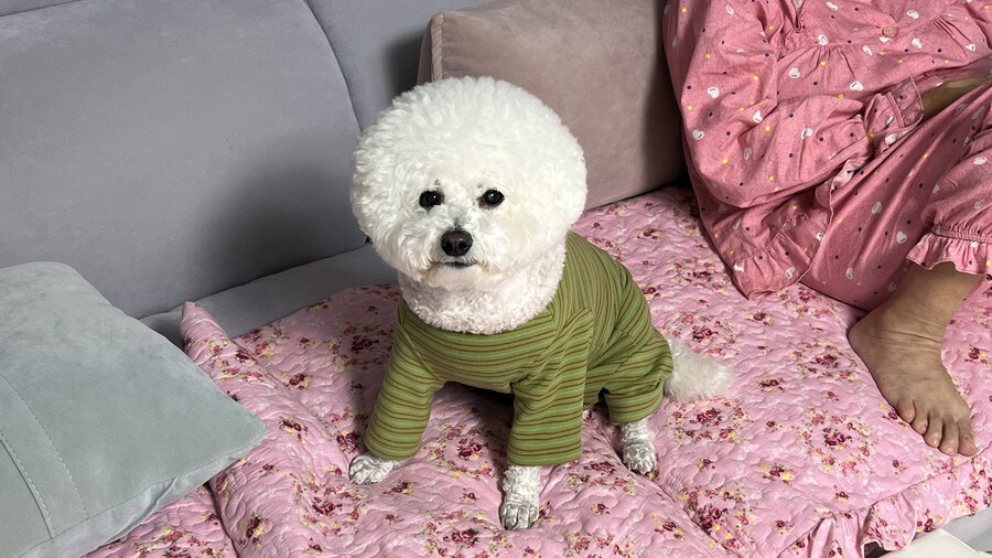 바나가 강아지별로 떠났습니다. (※스압 데이터 주의)_183.jpg