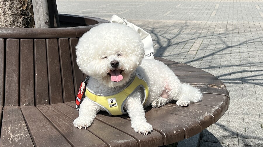 바나가 강아지별로 떠났습니다. (※스압 데이터 주의)_185.jpg