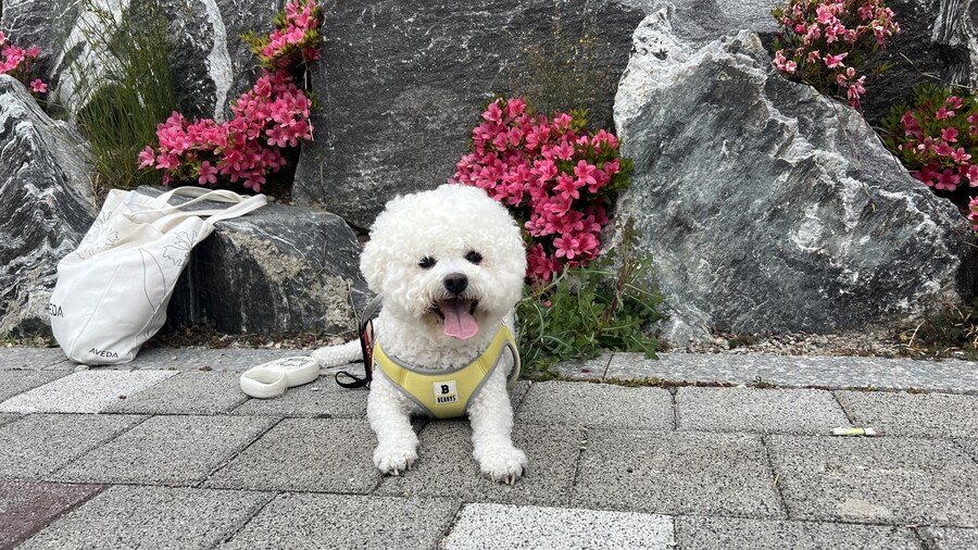 바나가 강아지별로 떠났습니다. (※스압 데이터 주의)_189.jpg