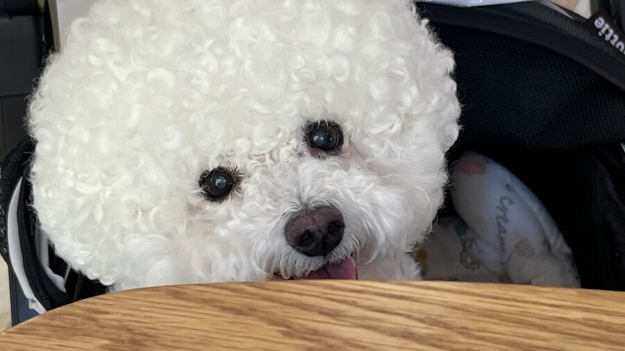 바나가 강아지별로 떠났습니다. (※스압 데이터 주의)_192.jpg