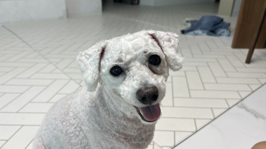 바나가 강아지별로 떠났습니다. (※스압 데이터 주의)_194.jpg