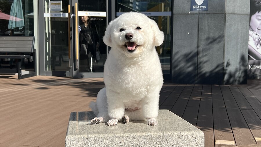 바나가 강아지별로 떠났습니다. (※스압 데이터 주의)_199.jpg