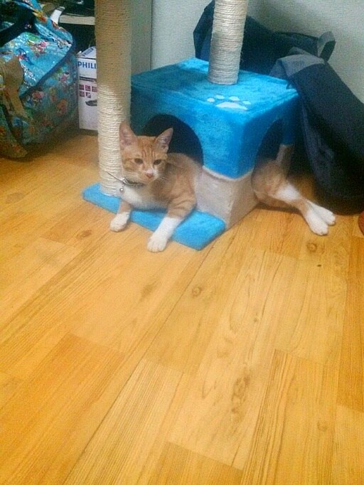 김난이가 고양이별로 떠났습니다._1.jpg