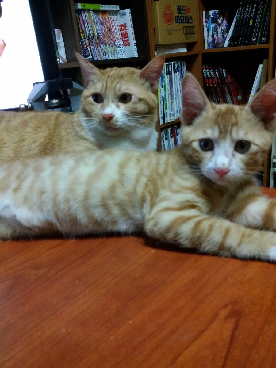 김난이가 고양이별로 떠났습니다._3.jpg