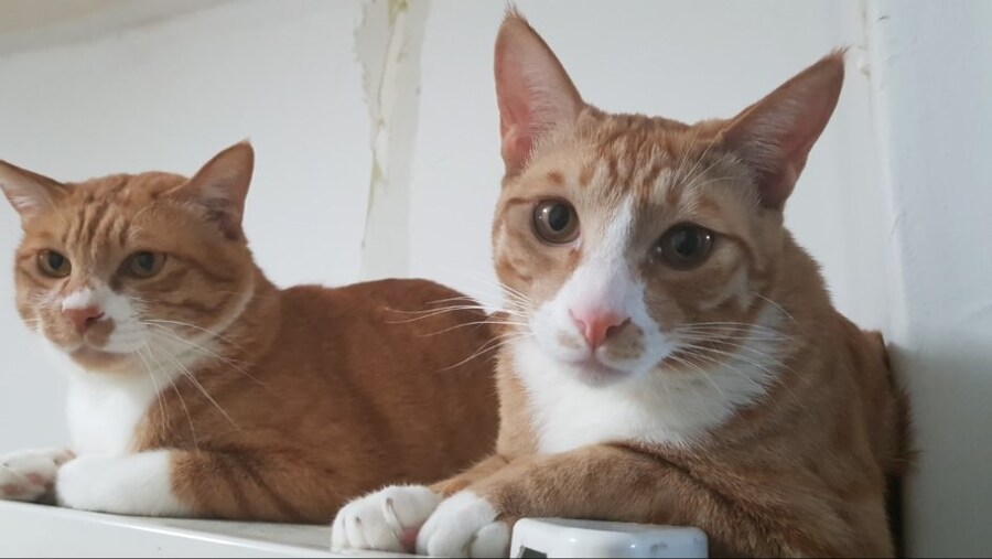 김난이가 고양이별로 떠났습니다._5.jpg