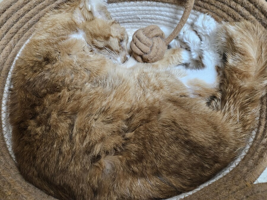 김난이가 고양이별로 떠났습니다._8.jpg