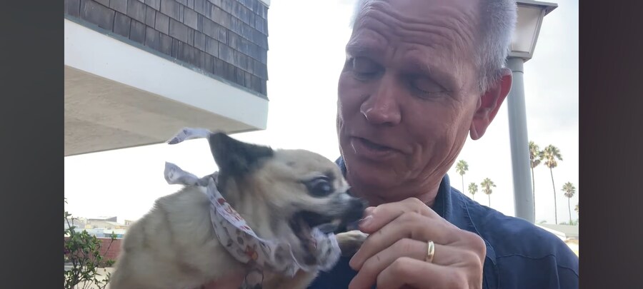 치와와 쓰다듬는짤 비하인드가 있었네 ㅋㅋㅋㅋ_4.jpg