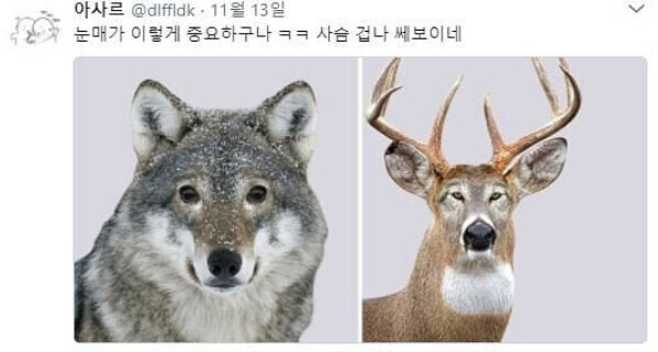 동물 눈매가 그렇게 중요한가?.._1.jpg