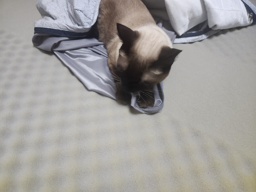 침대 매트리스 커버를 가는데 집 고양이가 나타났다!!!_5.jpg