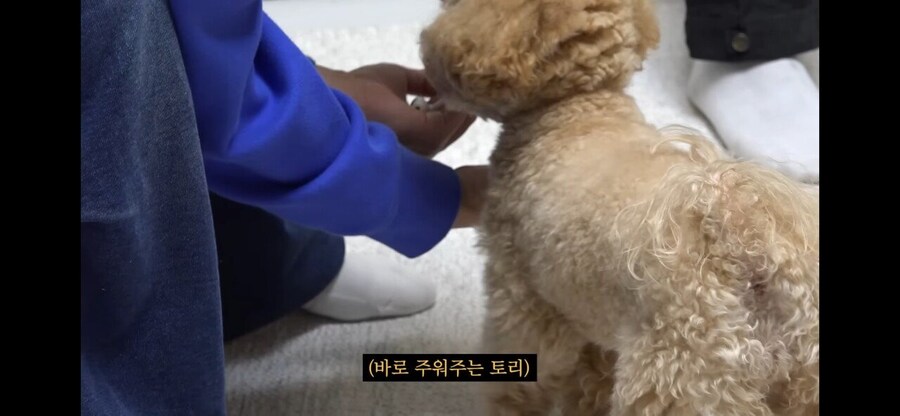 강형욱도 현타 올 정도로 실용적인 애견 훈련.jpg_6.jpg