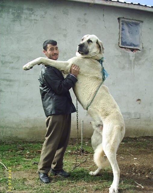 인생 첫 캉갈을 만났습니다!!! +_+_1.png