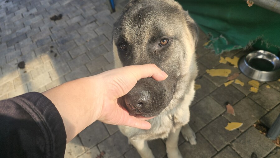 인생 첫 캉갈을 만났습니다!!! +_+_7.jpg