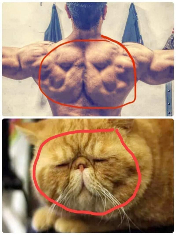 고양이가 깃든 근육_1.jpg