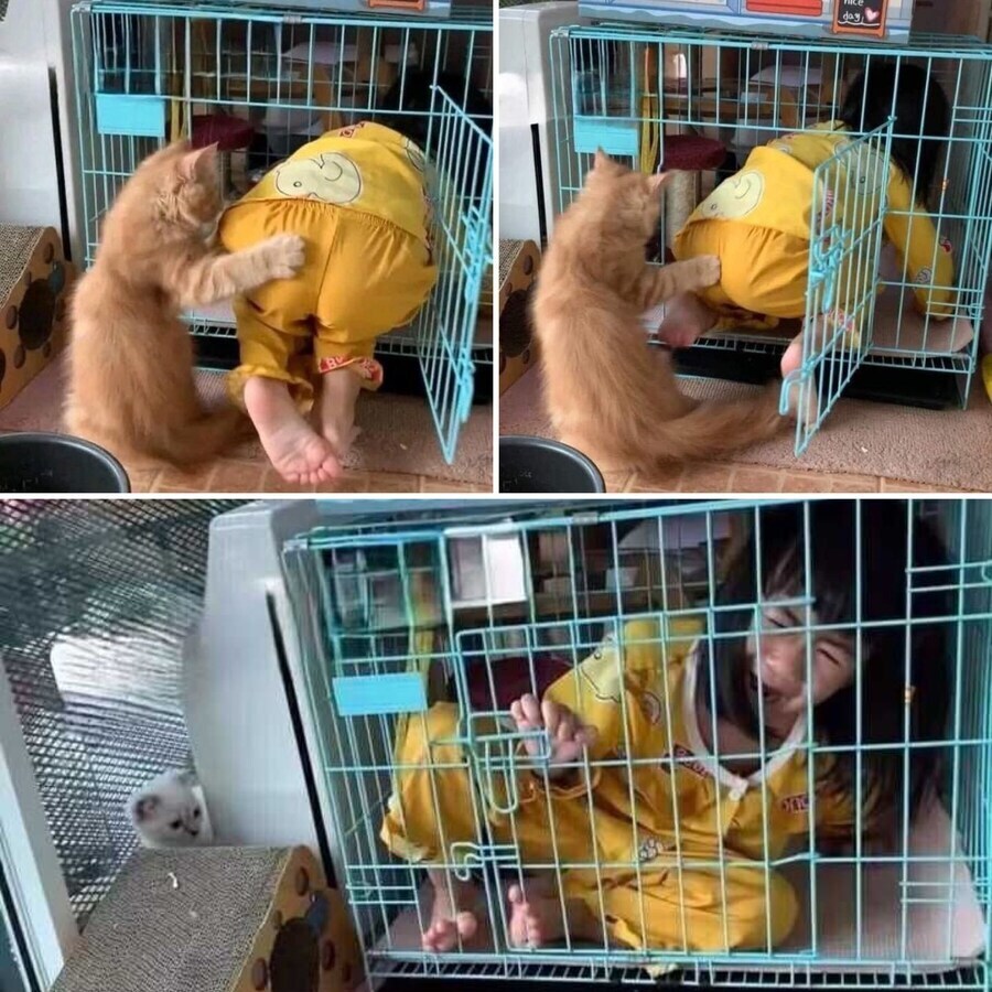 고양이 공동육아를 맹신하면 안 되는 이유_1.jpg