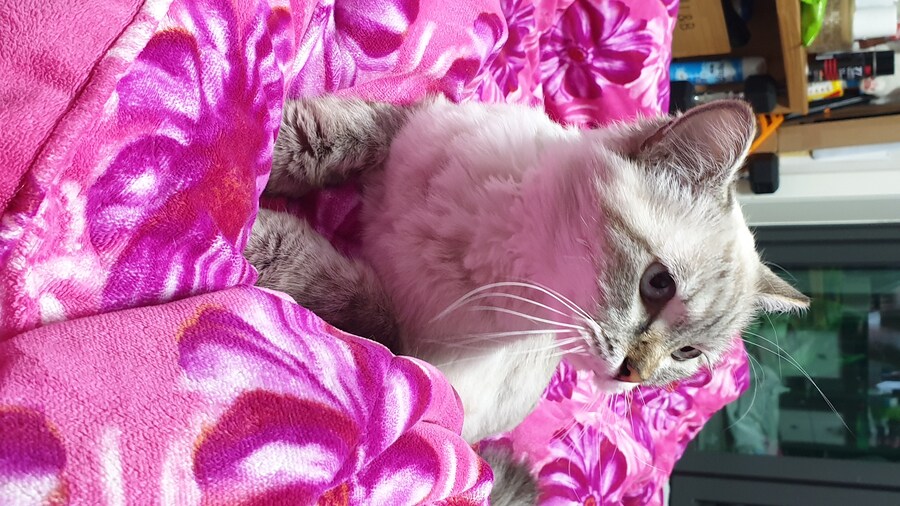 귀여움) "우리집 고양이 보고 갈래?"_3.jpg