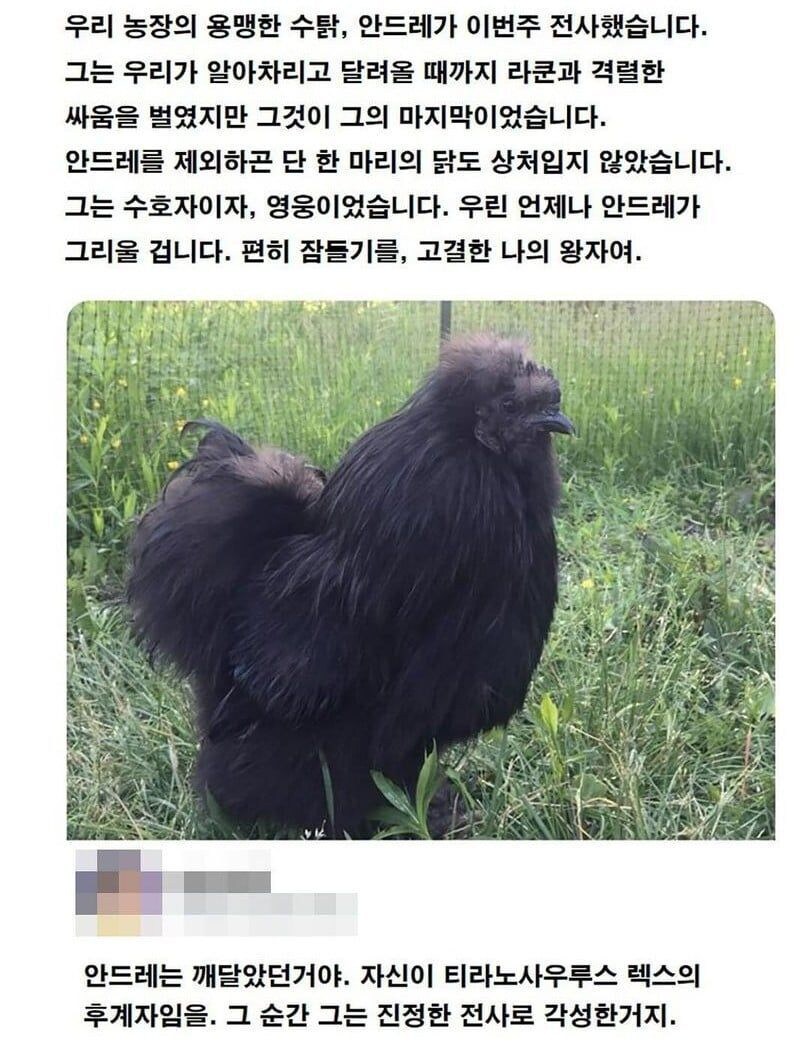농장의 용맹한 수탉_1.jpg