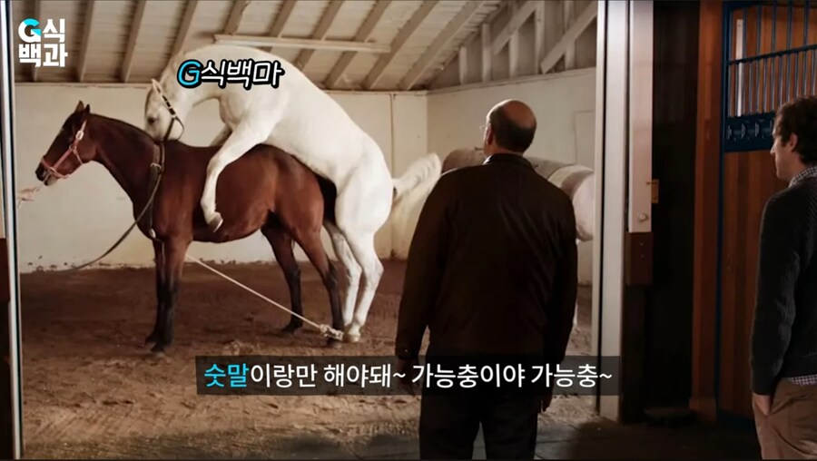 G식백과 최근 영상 요약_2.jpg