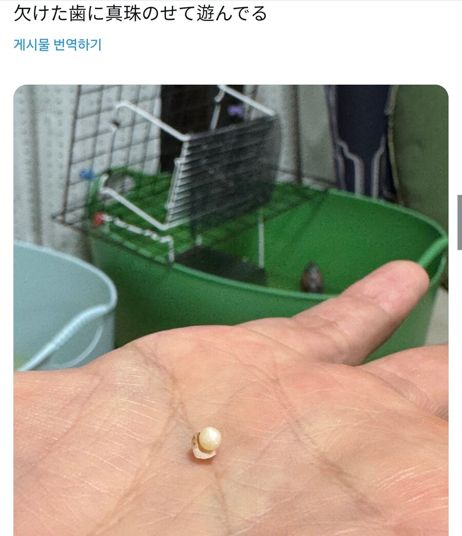 생굴김치 먹다 이빨 깨진사람_3.jpg
