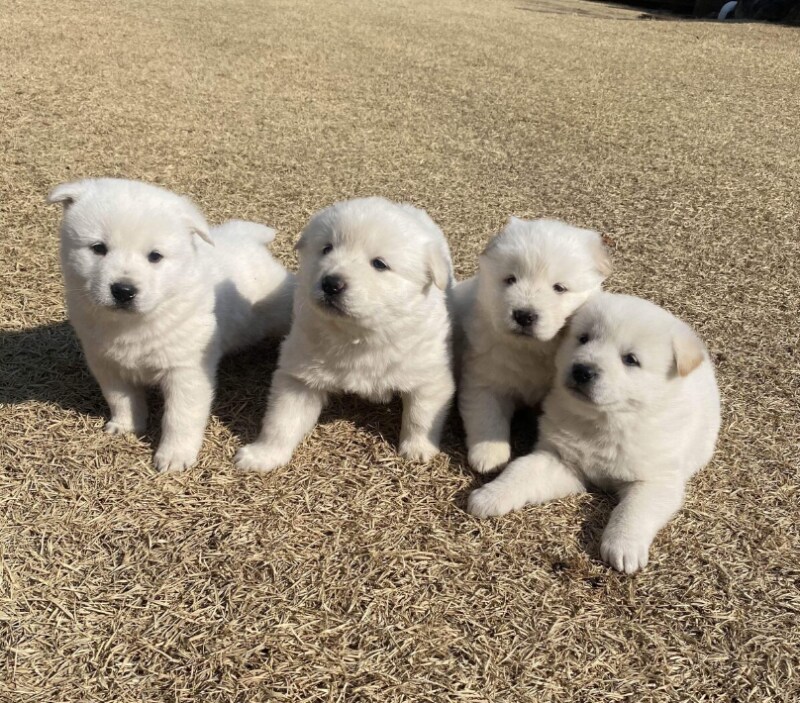 특별한 유전적 질병 없는 가장 완벽한 강아지류 甲_1.png