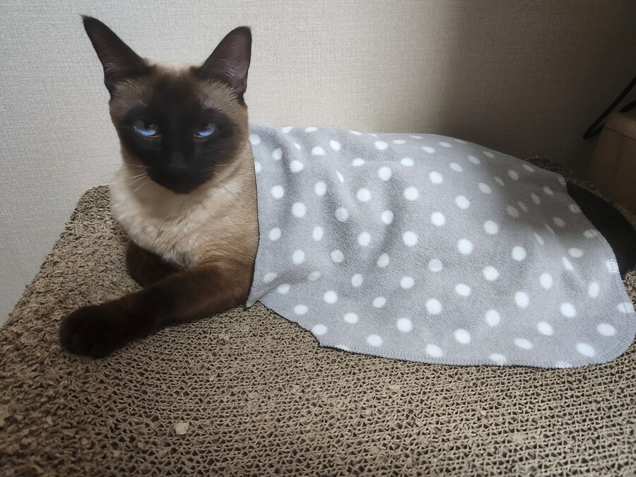 이번 설에도 부산 내려가는 기차 잘타는 고양이 모카~~~_5.jpg