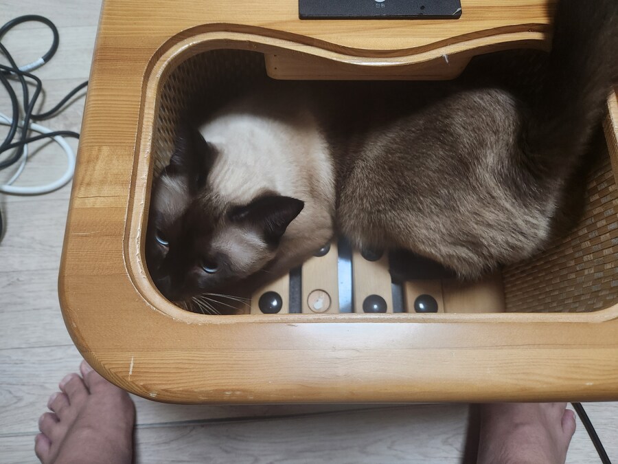 이번 설에도 부산 내려가는 기차 잘타는 고양이 모카~~~_6.jpg