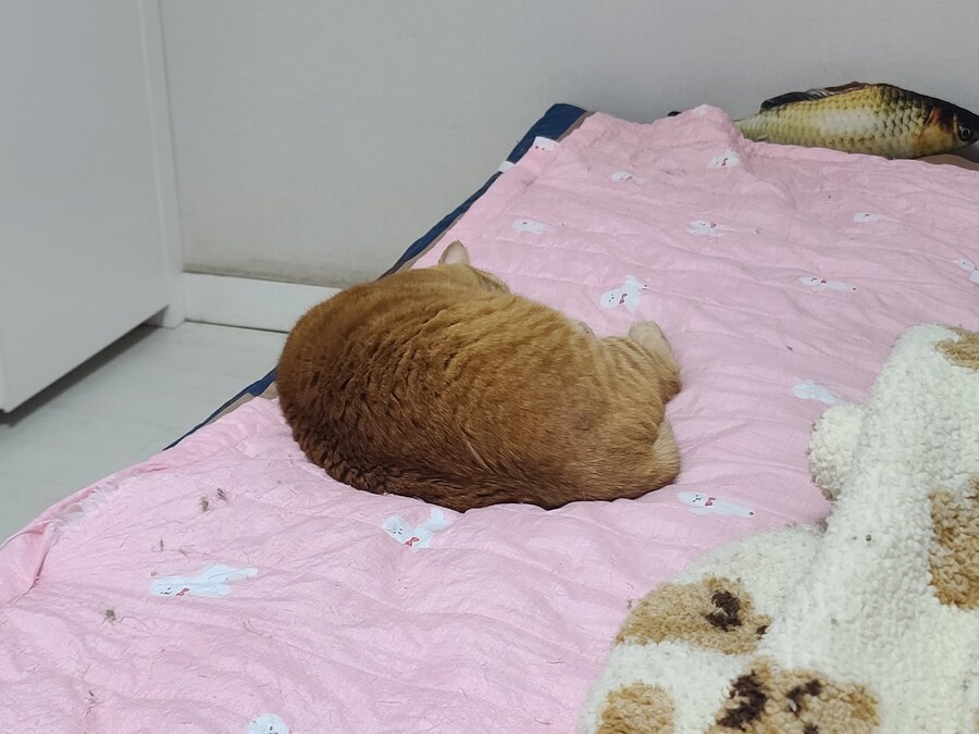 우리집 고양이 내가 잘못 키웠나봄_1.jpg