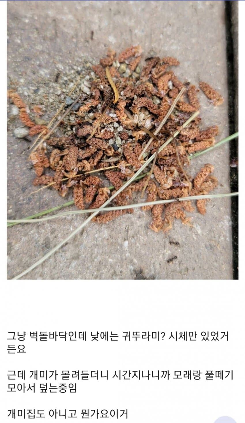 개미가 무덤을 만들고 있는데요_2.jpg