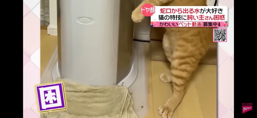 우리 냥냥이 뭐하고이쪼요?_1.jpg