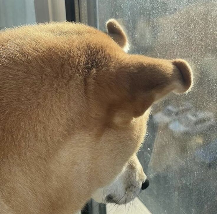 창문에 아주 사알짝 눌린 귀 끝.jpg_1.jpg