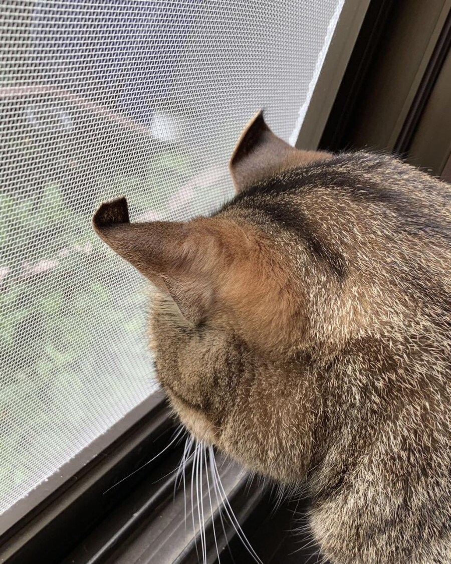 창문에 아주 사알짝 눌린 귀 끝.jpg_2.jpg