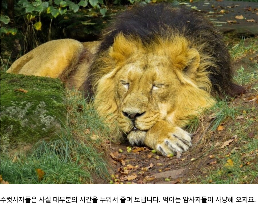 무능한 수컷 사자는 아내가 일할때 뭐함?_5.jpg