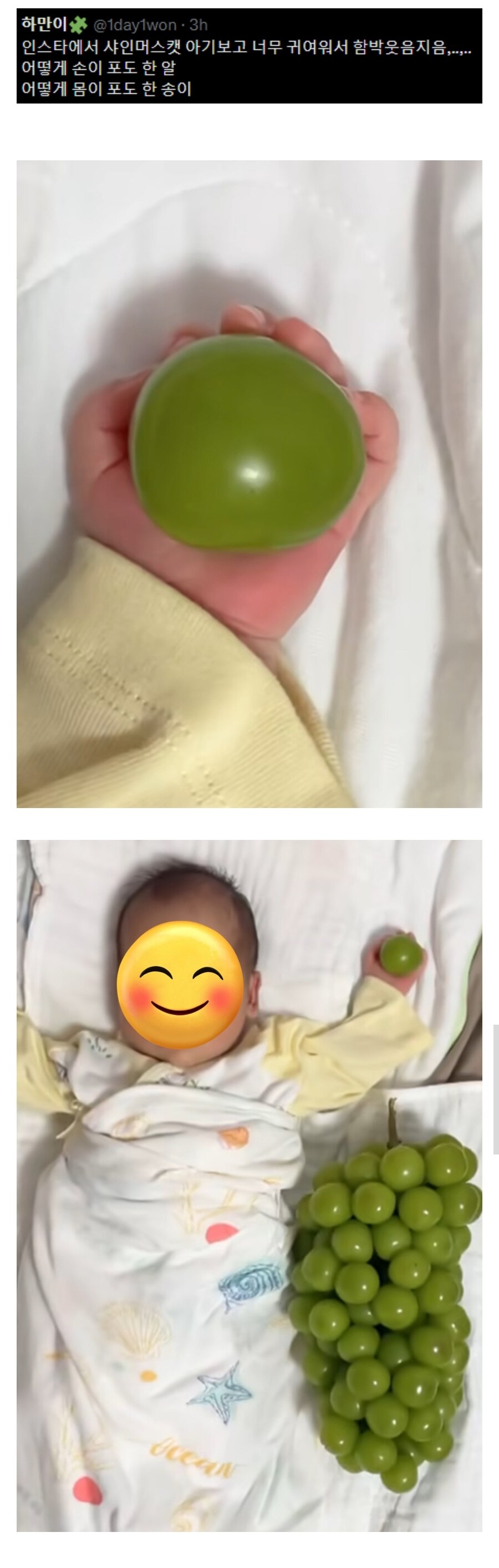인스타에서 본 샤인머스캣 아기.jpg_1.jpg