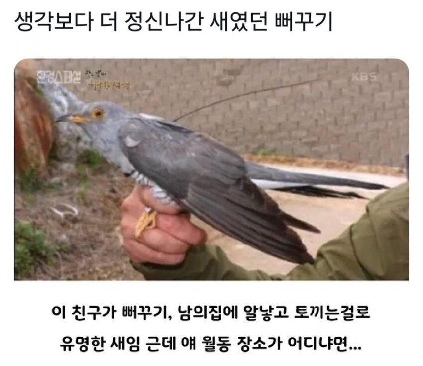 육아 회피에 진심인 새_1.jpg