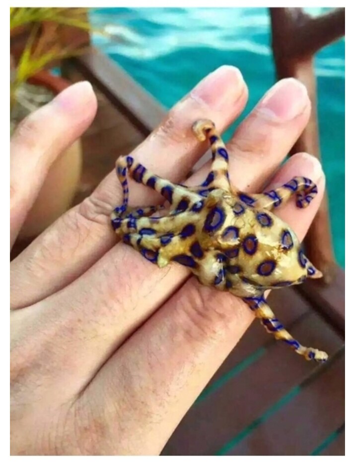 (해양생물) 이쁘고 귀엽다고 막 만지면 안되는 생물중 하나.JPG_1.png