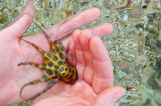 (해양생물) 이쁘고 귀엽다고 막 만지면 안되는 생물중 하나.JPG_2.jpg