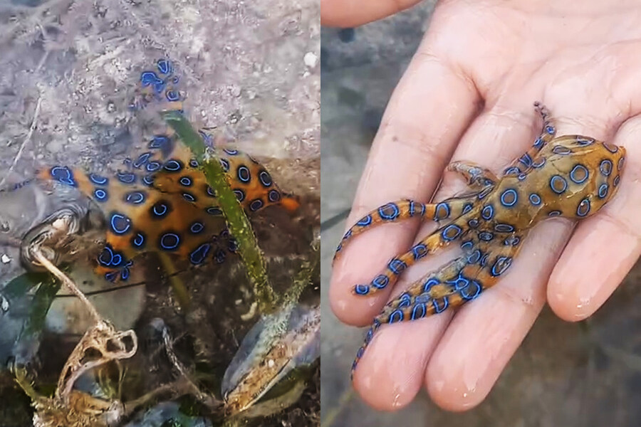 (해양생물) 이쁘고 귀엽다고 막 만지면 안되는 생물중 하나.JPG_3.jpg