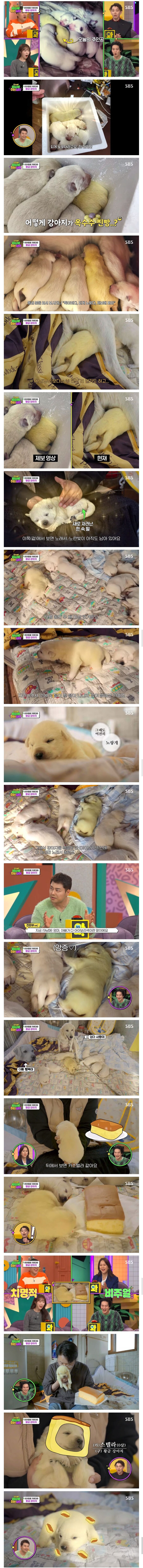 인절미들 사이에 카스테라 한 조각.jpg_1.jpg