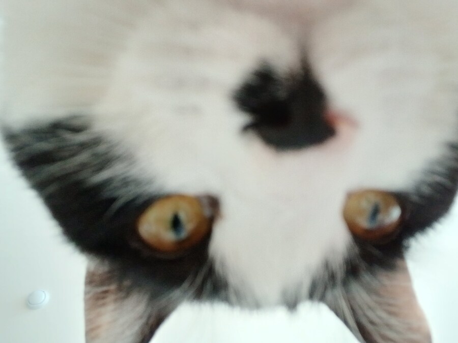 고양이가 싸가지 없게 생겼나요?_2.jpg